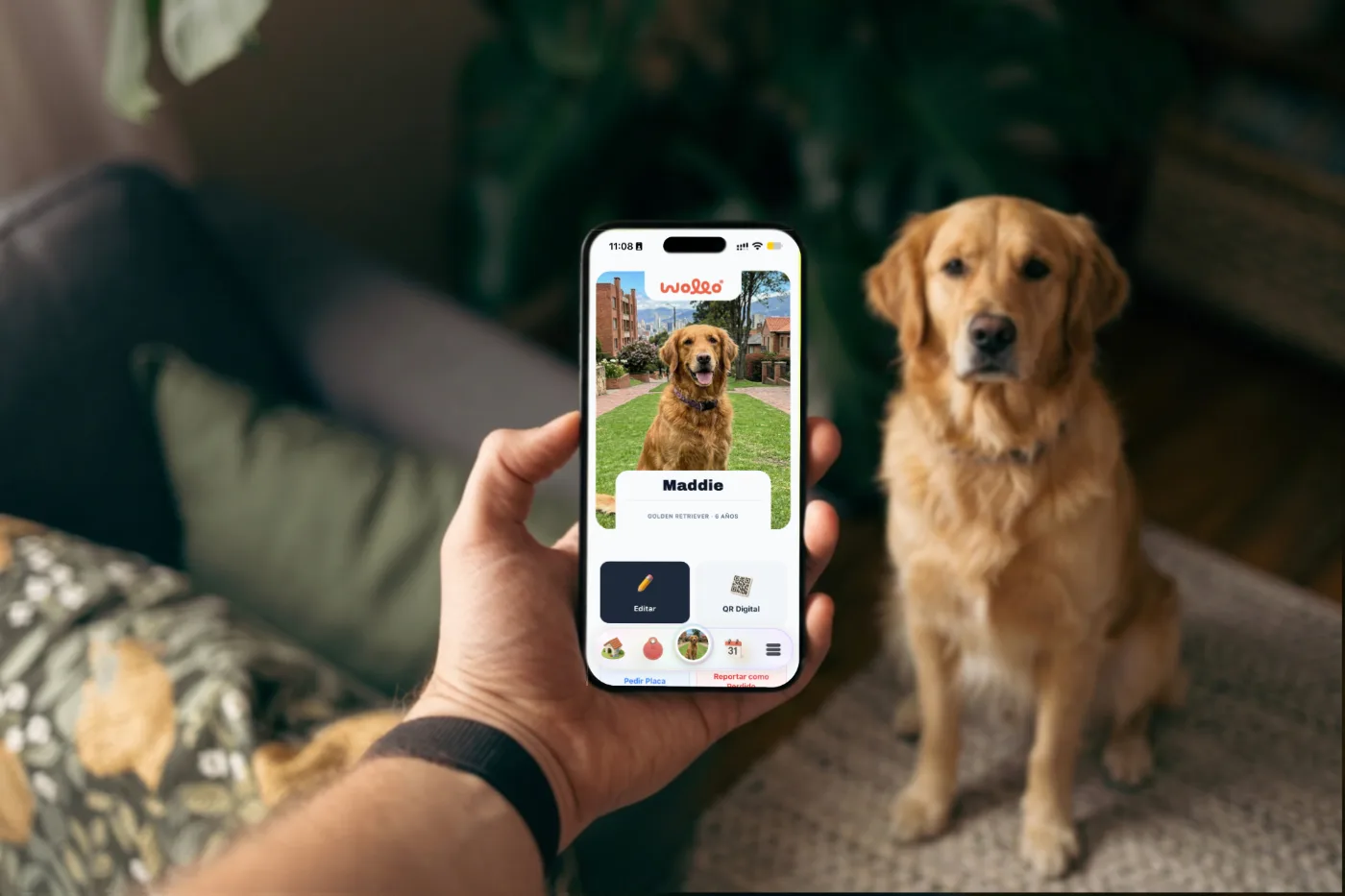 Hand holding a phone showing Maddie's profile, a golden retriever, in the Wollo app, with the pup sitting right beside it